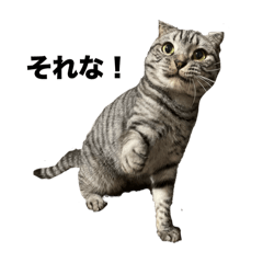 tatsu.neko_20250816163842