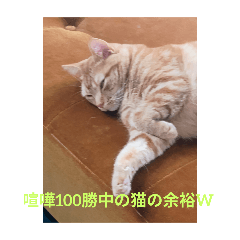 nekokawaii_20250816193026