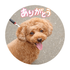 suzu_20250817193929