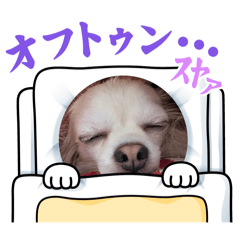 chihuahua family_20250816231620