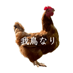 nekosan_20250817135024