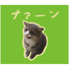 With the cats(life edition)