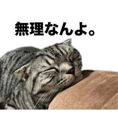 tatsu.neko_20250817191449