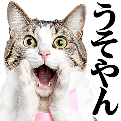 real cats meme/Mommy2