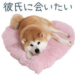 毎日使える実写しば犬彼女【かわいい】