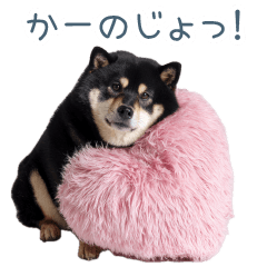 毎日使える実写彼氏しば犬【面白い】