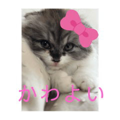 okama_20250818233510