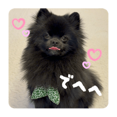 黒ポメのこてつ2