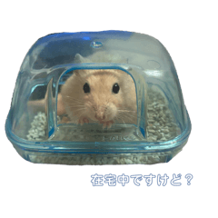 HINATA_20250819063811