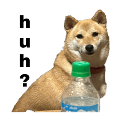shibainu.dog