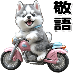 敬語♡バイク好き　シベリアンハスキー