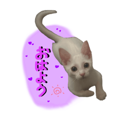 mochinyan_