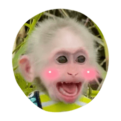 猴啊 不要鬧了啦