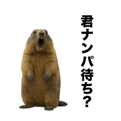 チャラいマーモット【ナンパ・面白い】