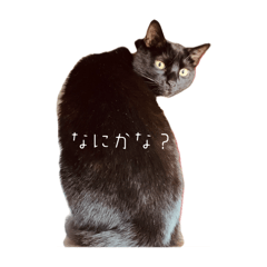 nekokone_20250818161352