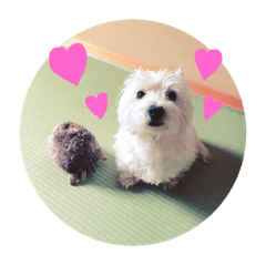 KAREN Westie