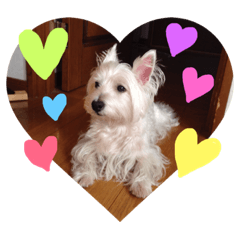 KAREN Westie 2