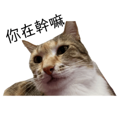 自己賺罐罐的貓