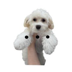 Omochi_20250818223131