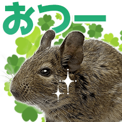 Daily Degu Stickers