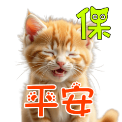 貓貓與主人-小橘貓的保險用語