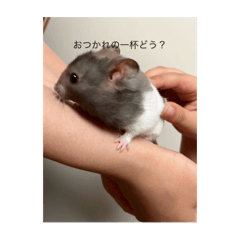 kurogoma_20250818190344