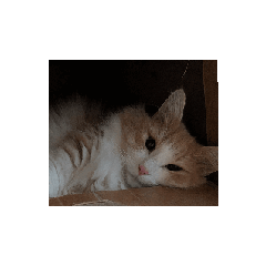 daikon zamurai_20250819120139