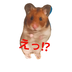Golden hamsters Lucky