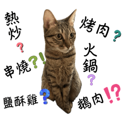 貓貓寶寶實用篇4