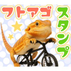 フトアゴの日常.