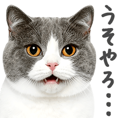 ネガティブな猫たちの一言