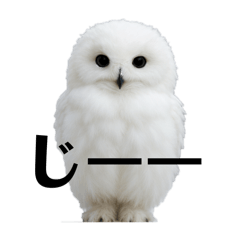 Fluffy White Owls Daily Life