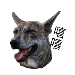 Taiwan mix dog No.1