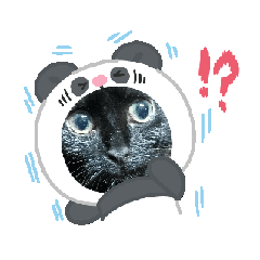 A cute cat and Warning, too cute!!