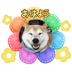 daizunanafukuratenugi