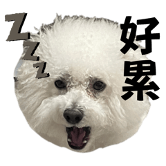 熊蓋狗追