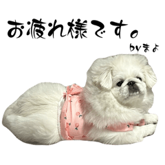 mayora_20250819125632