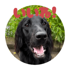 claire_flatcoatedretriever