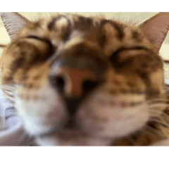 Mikicham_20250820044730