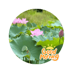 I saw lotus flowers on my trip.