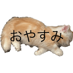 kentyo_20250819180922