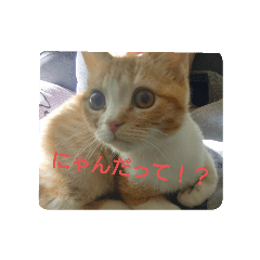 lemon_20250819182126