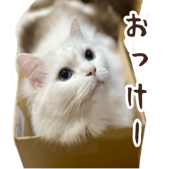 Chloe the cat's