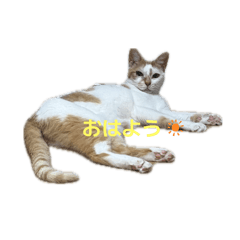 Lemon_20250819223625