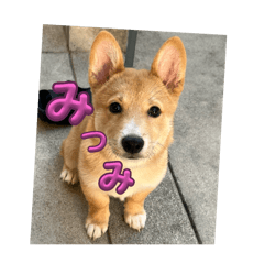 bakakina