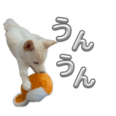 This is my cute dog.