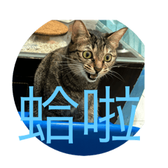 胖胖呆呆四腳獸