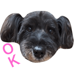 Black schnauzer club2