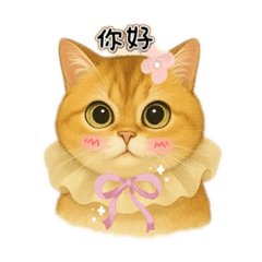 英國短毛貓黑金漸層