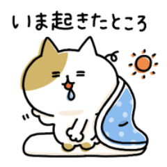 situation report cat